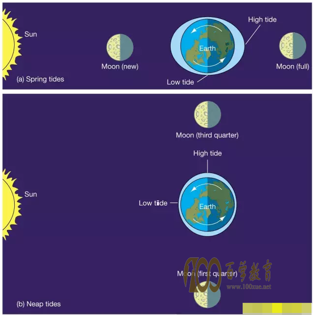 大潮(spring tides)和小潮(neap tides).