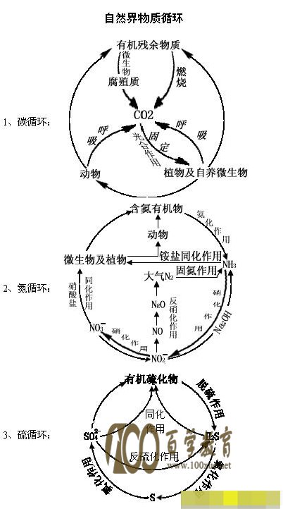 高一生物总结:自然界中的三大物质循环