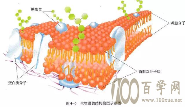 細胞膜是單層膜還是雙層膜